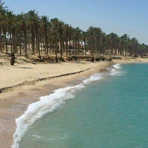A serene beach lined with palm trees bending slightly in the wind.