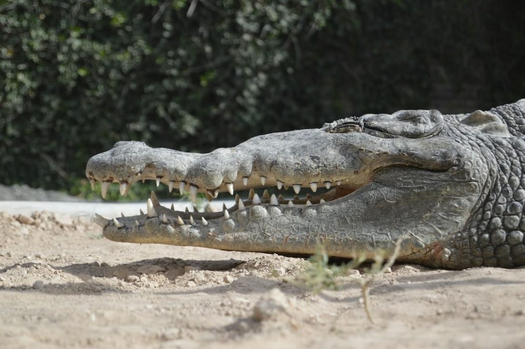 are there crocodiles in the nile river