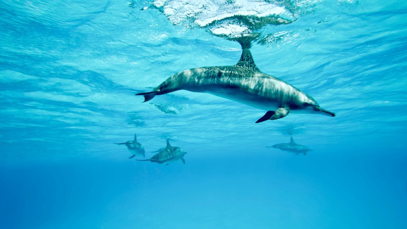 Three dolphins swimming gracefully under the crystal-clear blue water."